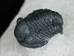 Slightly Curled Gerastos Trilobite - #11004-2